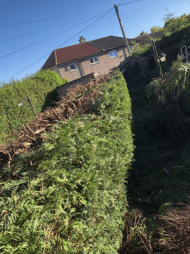 Tree surgery services in Airdrie