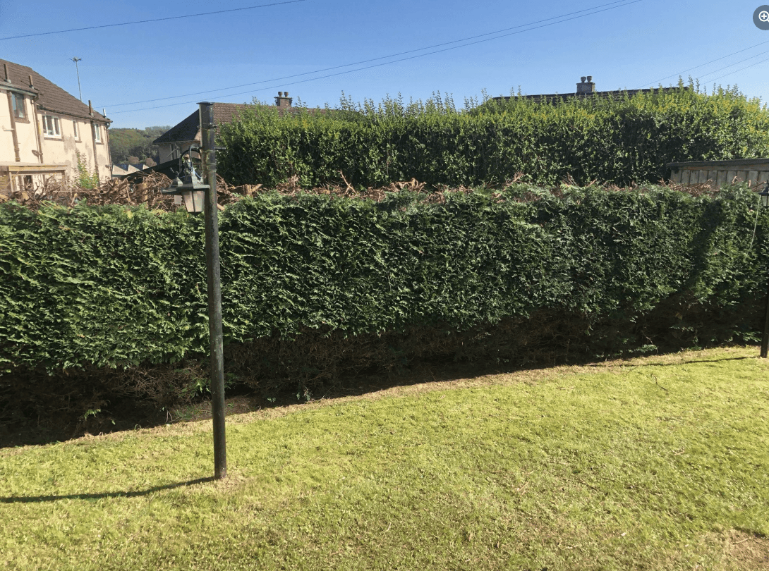 Tree surgery services in Airdrie