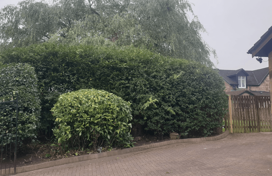 Tree surgery services in Airdrie