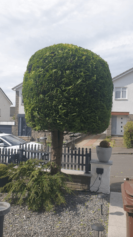 Tree surgery services in Airdrie