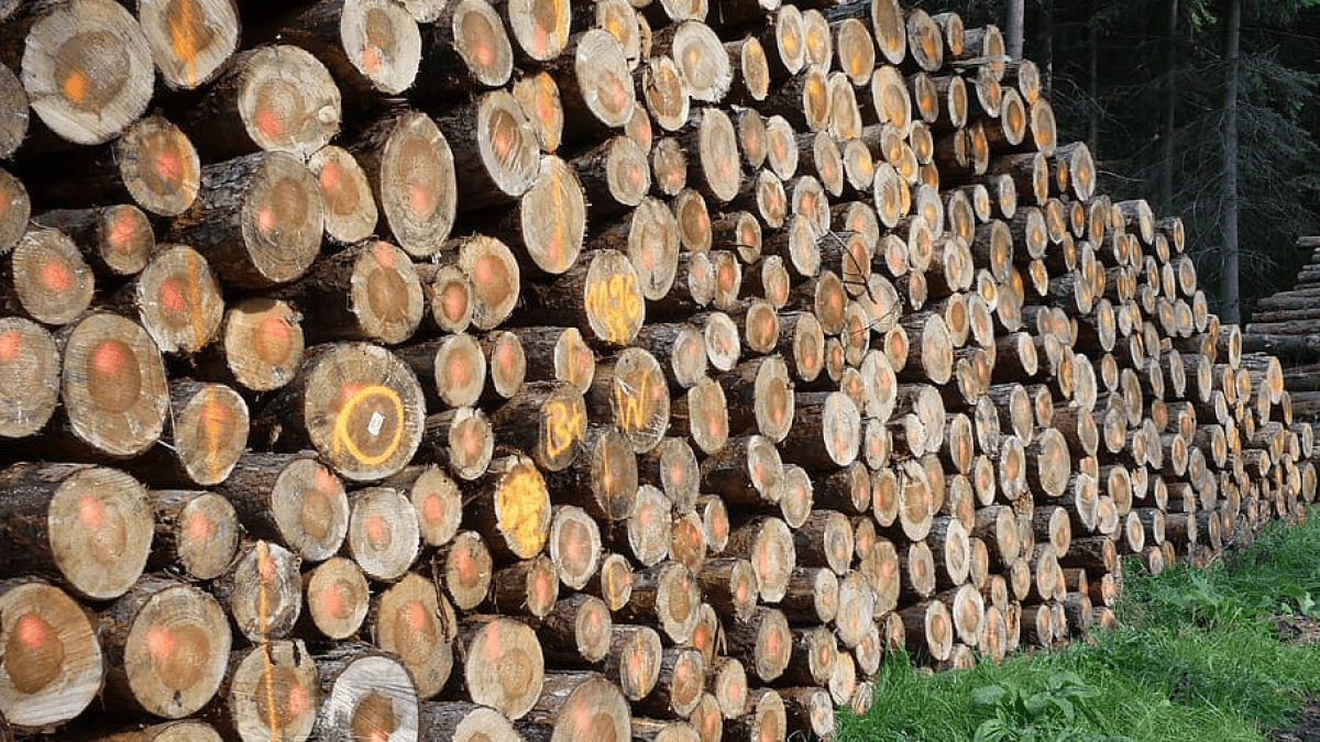 Tree surgery services in Airdrie